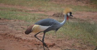 Crested-Crane