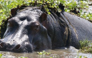 Akagera National Park