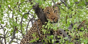 Africa Facts East African Countries List to Visit