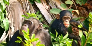Travelling to Rwanda has become Easier, Enjoy Staying in Rwanda With New Planet