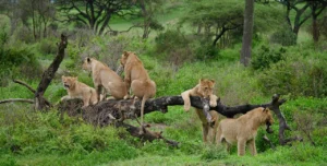 Why Rwanda should be added on your tour plan