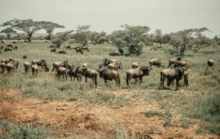 Serengeti national park