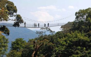 Canopy walk in Nyungwe forest National park.