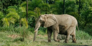 Serengeti national park