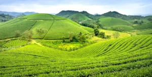 Tea Growing in Rwanda