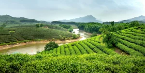 Coffee and Tea tour
