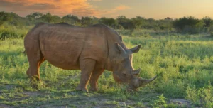 Rhinos