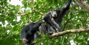The Bonobo