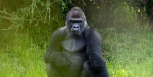 World gorilla day