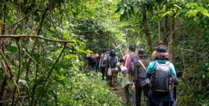 Canopy walk