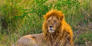 Facts about the Lions