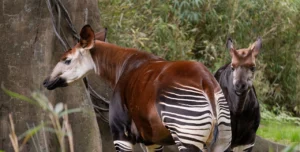 The Okapi