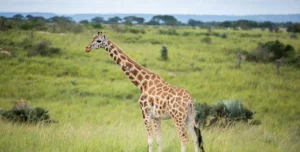 The Giraffes