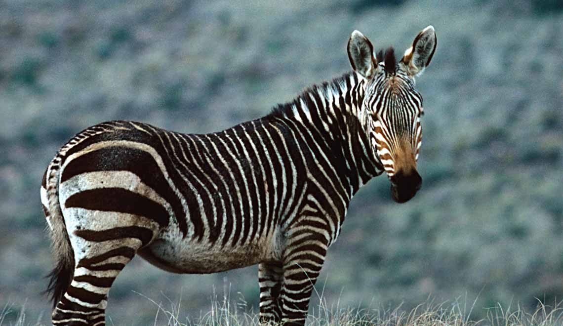 The facts about the 3 different Zebra species » New Planet Agency