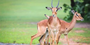 The different Antelopes found in Akagera national park