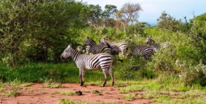 The facts about the 3 different Zebra species