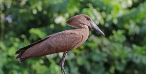 Hamerkop (Scopus Umbretta)