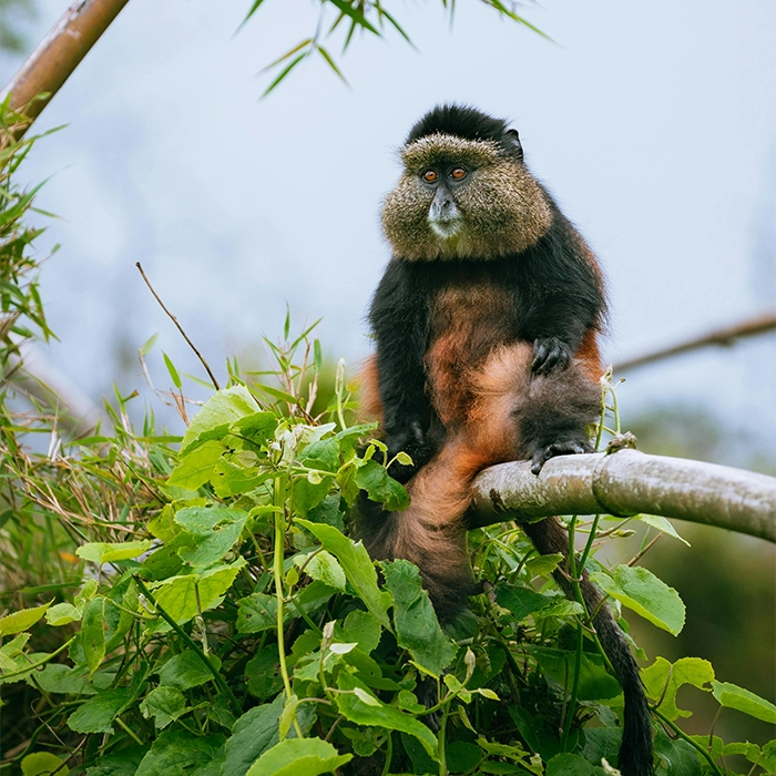 1 Day Golden Monkey Trek in Volcano National Park