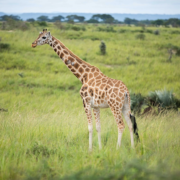 1 Week vacation Uganda