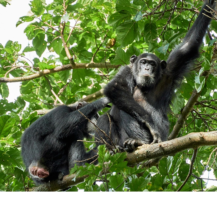 2 Days Chimpanzee Trekking in Nyungwe