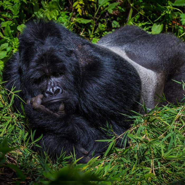 2 Days Gorilla Trekking Uganda (Mgahinga National Park)