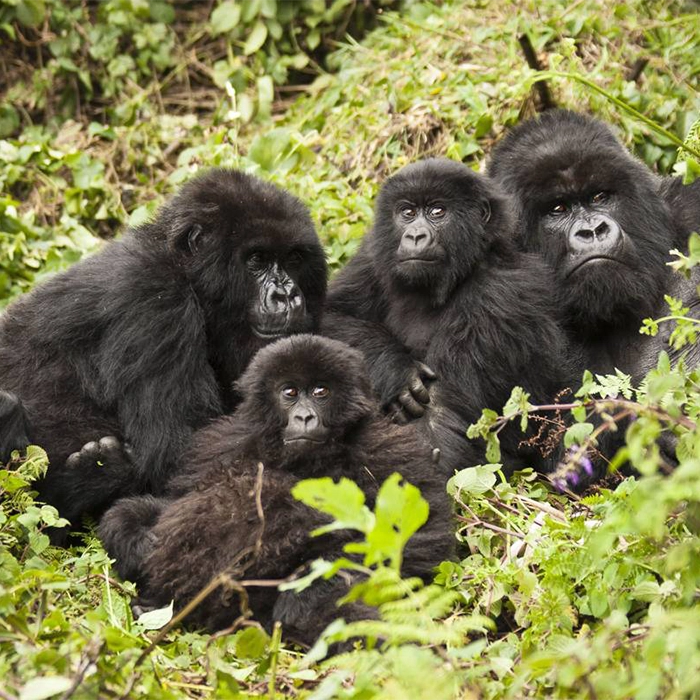 3 Days Gorilla Trekking and Golden Monkey Trekking