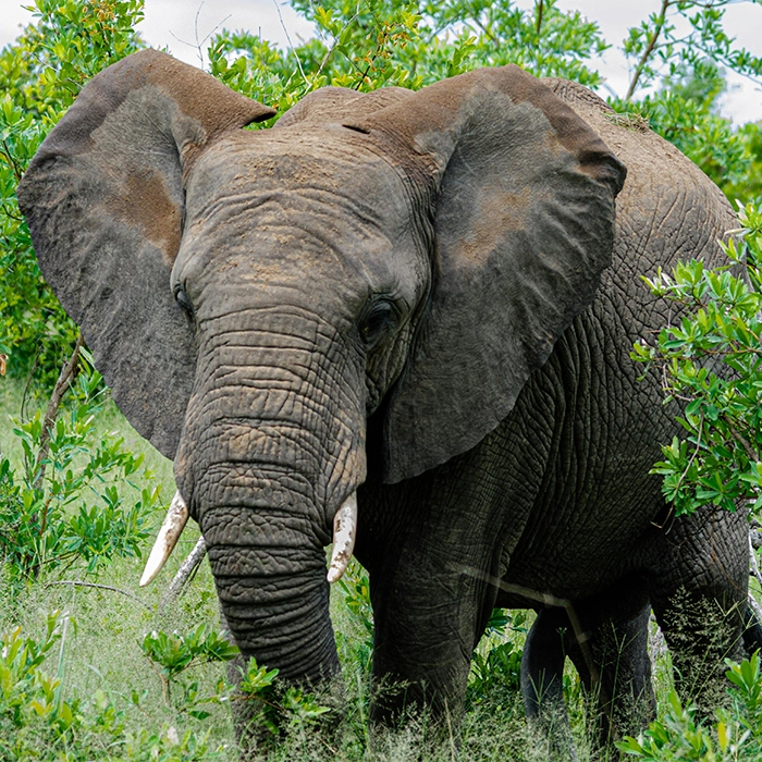 10 Days Ugandan Tour (Pearl of Africa)