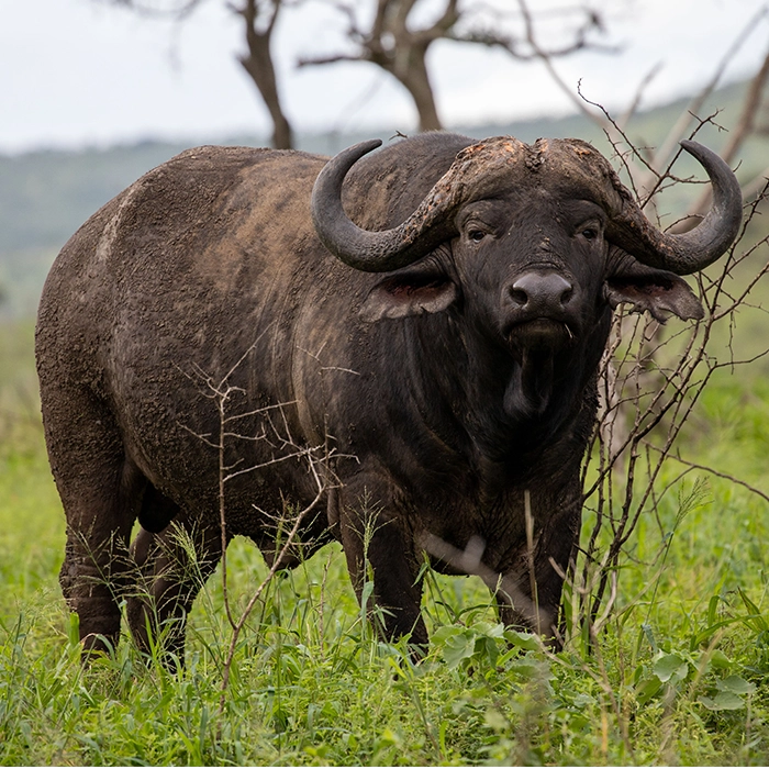 12 Days Royal Safari in Rwanda