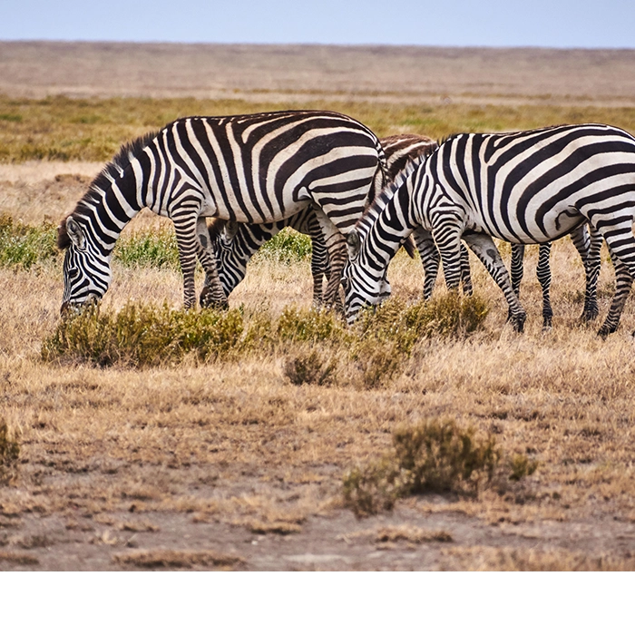 14 Days Tanzania and Uganda Game Drives