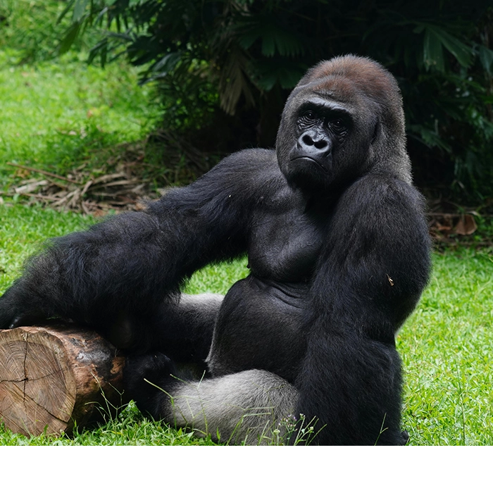 16 Days Adventure in Rwanda and Uganda