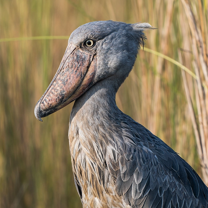 2 Days Birding and Game Drive at Akagera National Park