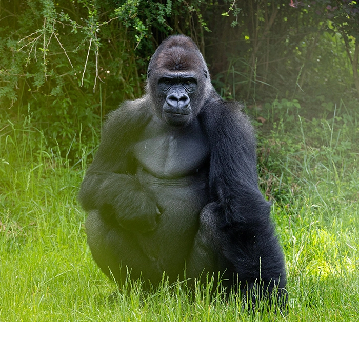 2 Days Gorilla Trekking Bwindi Impenetrable Rainforest