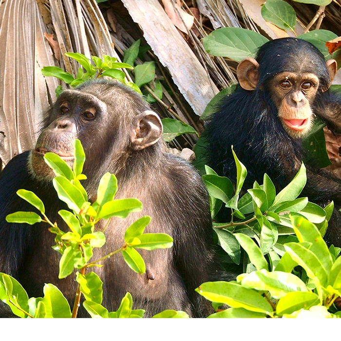 3 Days Primate and Cultural Tour