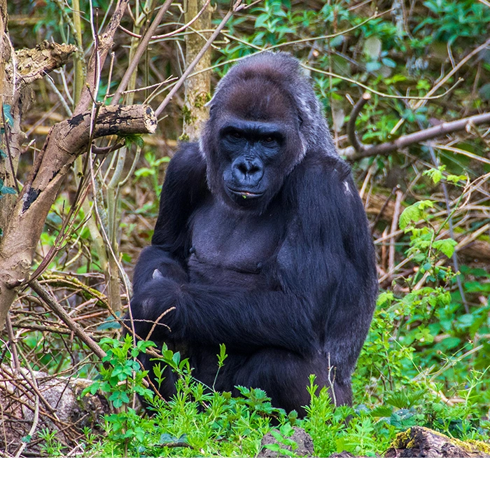 4 Days Golden Level Adventures in Rwanda
