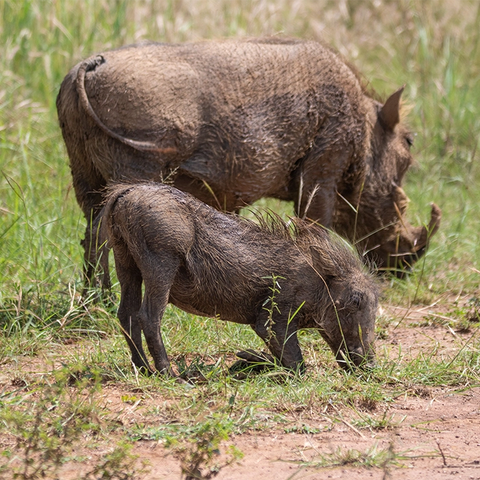 4 Days Lake Manyara and Ngorongoro Crater Lake
