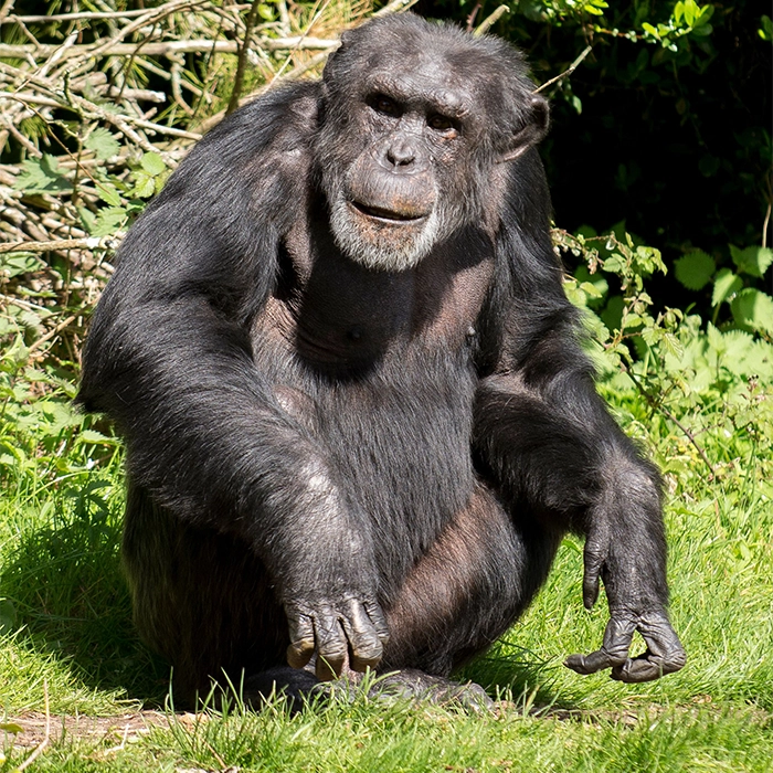 5 Days Chimps in Rwanda