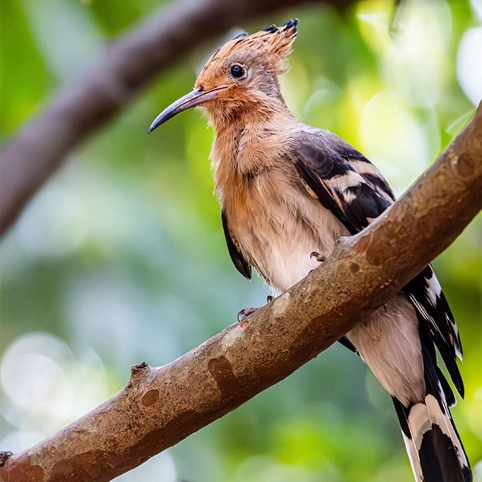6 Days Birding and Chimpanzee Trek