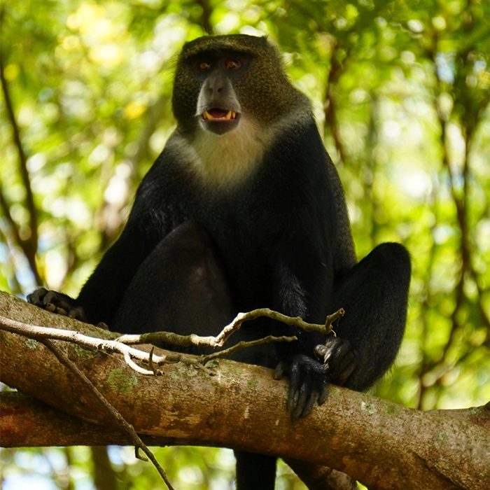 6 Days Cultural Visit and Primate Trek