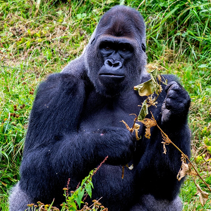 Gorilla & Chimp Tracking