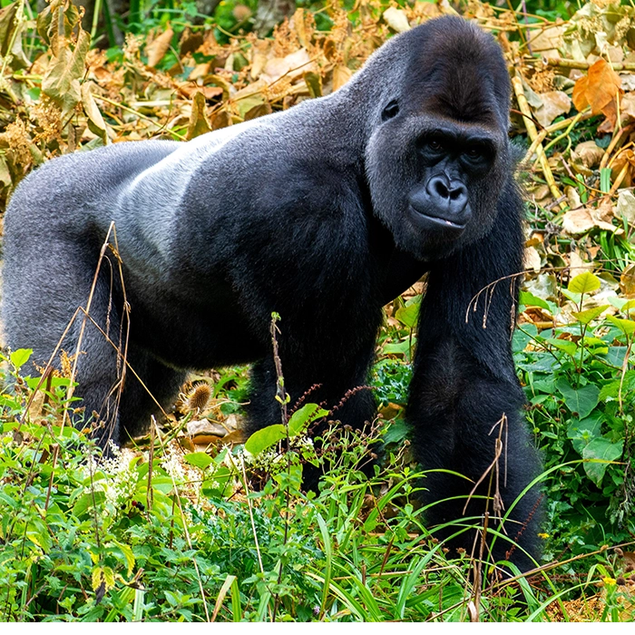 6 Days Gorilla and Chimpanzee Trekking