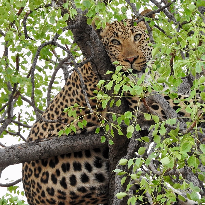 7 Days Ngorongoro, Tarangire and Serengeti Safari