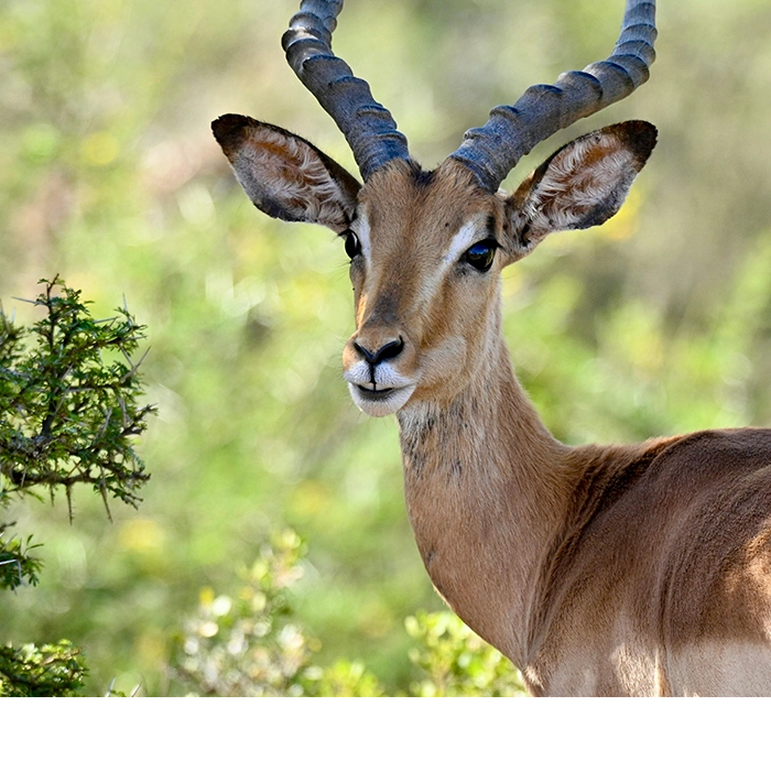 7 Days Tanzania Safari Adventure