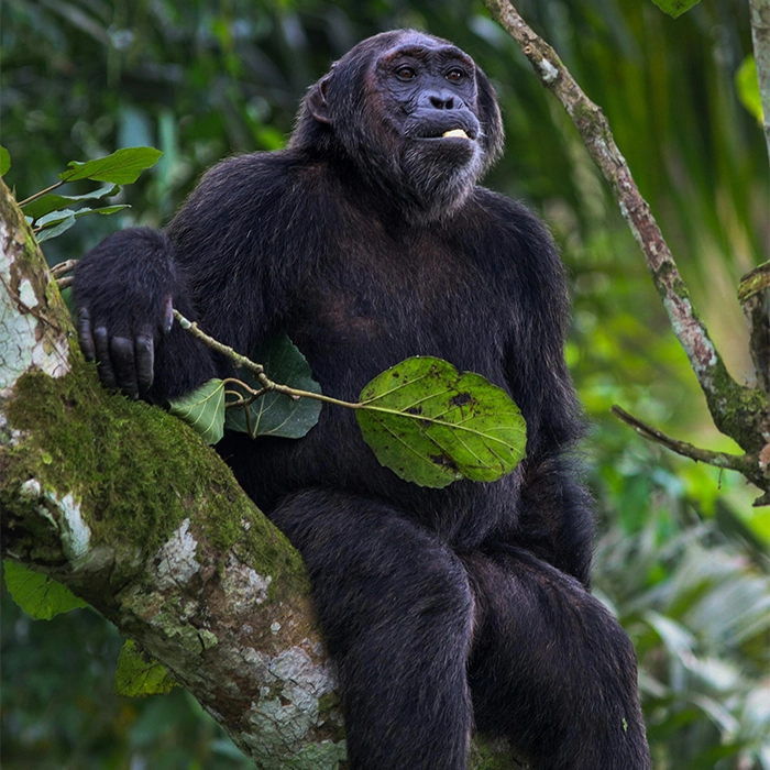 7 Days Vacation in Rwanda