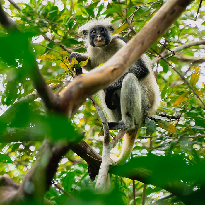 8 Days Ngorongoro and Serengeti safari
