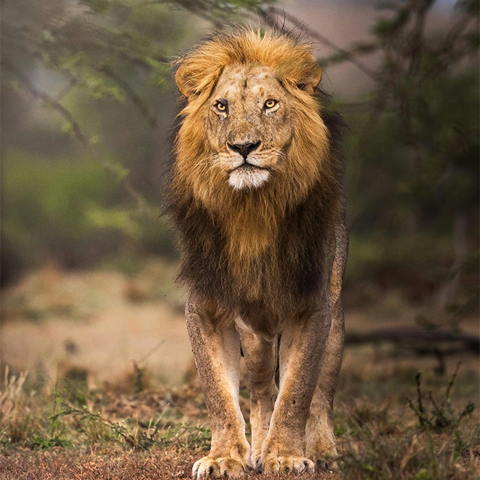 9 Days Murchison Falls, Kibale National Park, Queen Elizabeth National Park and Bwindi Impenetrable National Park