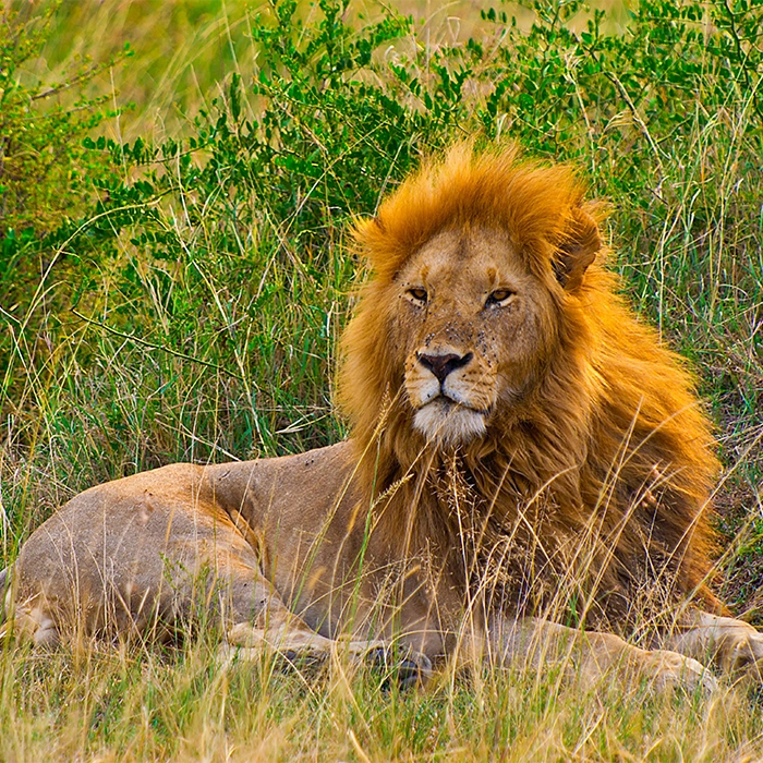 Accommodation in Akagera National Park