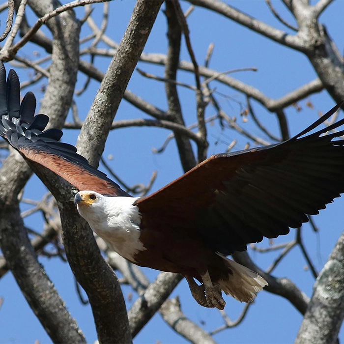 Bird Watching Safaris